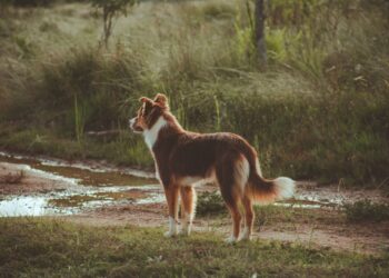 Raças cães trabalham fazendas desempenham