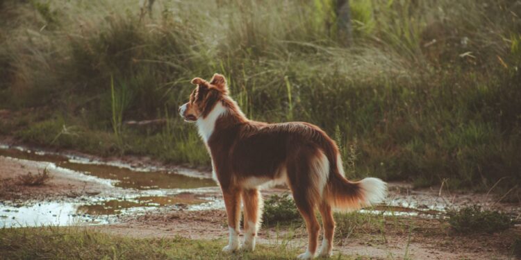 Raças cães trabalham fazendas desempenham