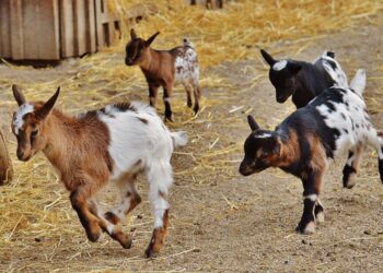 Animais diferentes estão fazendo pequenos