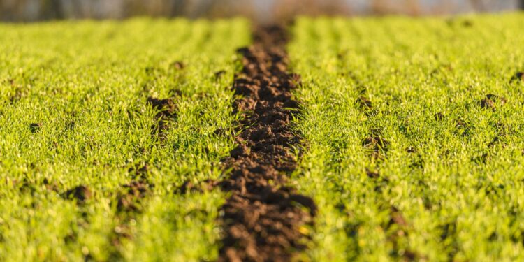 Planta lavoura ganhou cor cheiro