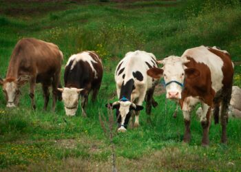 Abandonadas ilha tempestade vacas sobreviveram