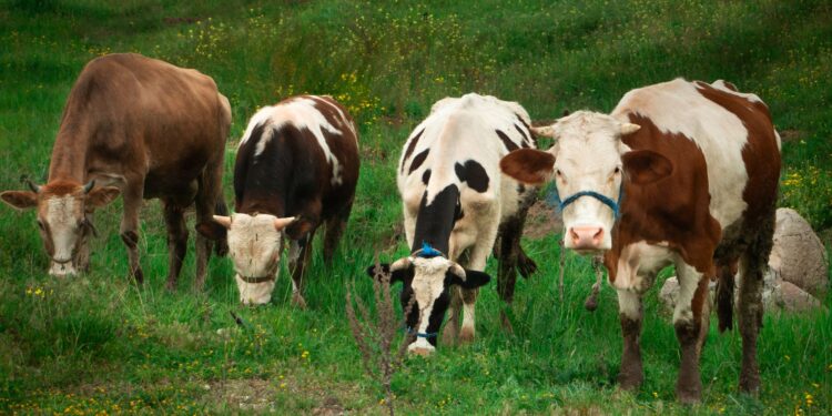 Abandonadas ilha tempestade vacas sobreviveram