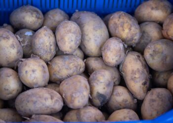 Agricultor colocou toneladas batatas beira