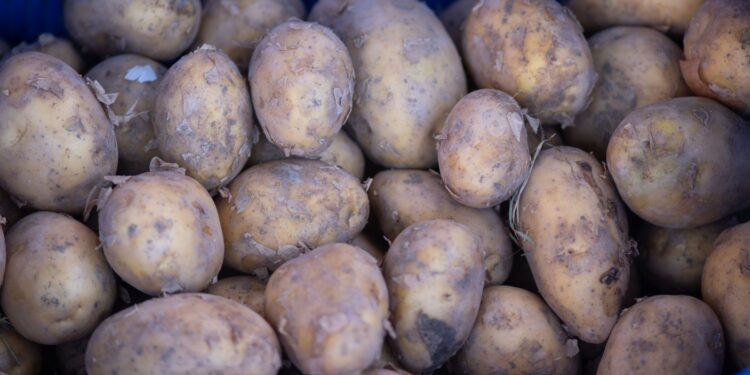 Agricultor colocou toneladas batatas beira