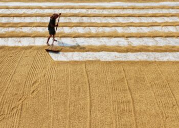 Agricultor perdeu colheita confiar receita