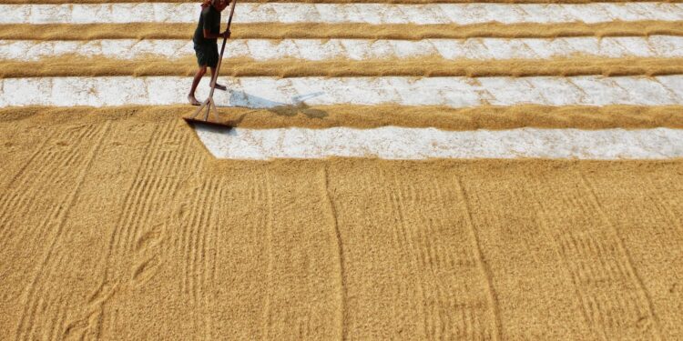 Agricultor perdeu colheita confiar receita