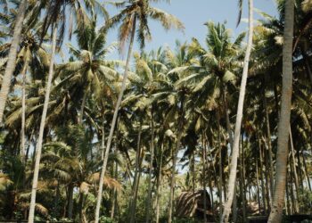 Agricultor transforma plantação coco dava