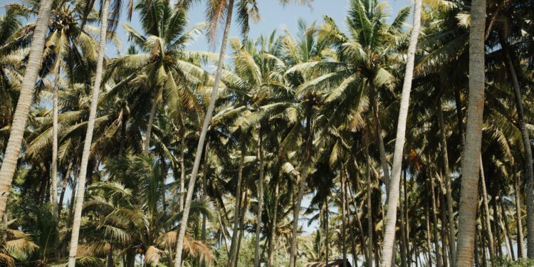 Agricultor transforma plantação coco dava