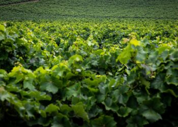 Agricultores cercam plantações roupas coloridas