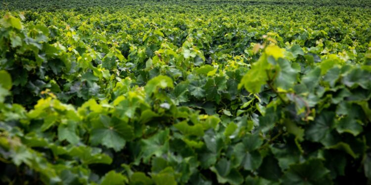 Agricultores cercam plantações roupas coloridas