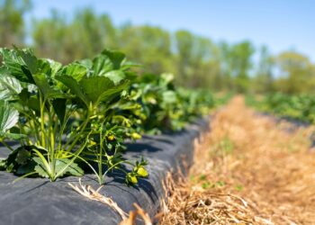 Agricultores familiares começam cultivar planta
