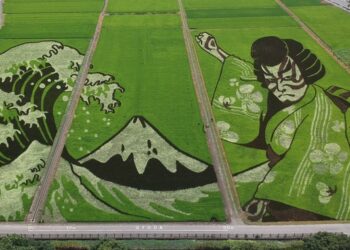 Agricultores plantam arroz várias cores