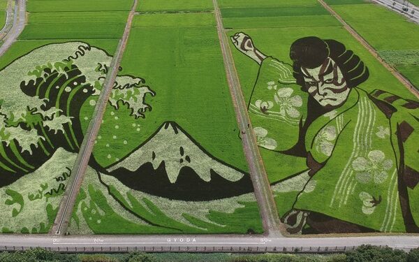 Agricultores plantam arroz várias cores