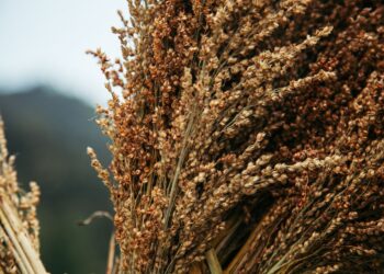 Agricultores transformam plantação dois metros