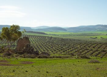 Agricultura antiga sobreviveu milhares ensinar