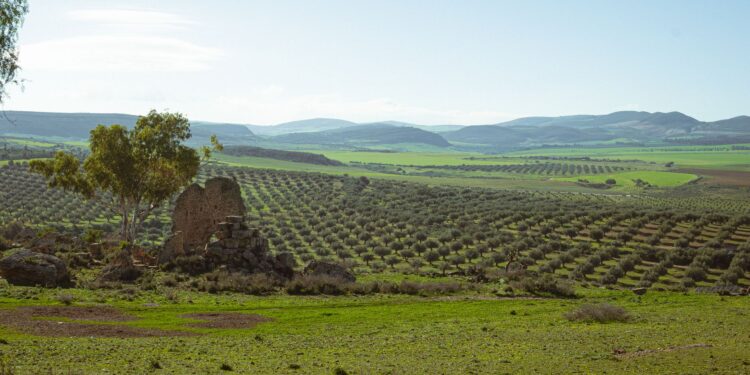 Agricultura antiga sobreviveu milhares ensinar