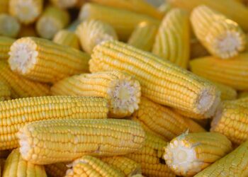 Agro brasileiro bate recorde milho