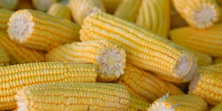 Agro brasileiro bate recorde milho