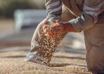 Alimento movimenta bilhões brasil dispara