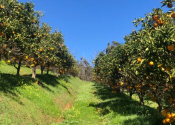 Produtor transforma hectare propriedade frutas