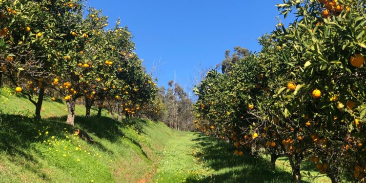 Produtor transforma hectare propriedade frutas
