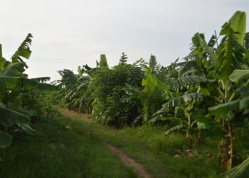 Agricultor reúne variedades fruta transforma