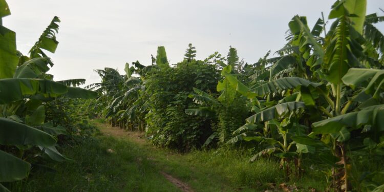 Agricultor reúne variedades fruta transforma