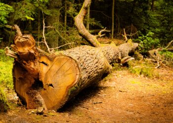 Árvores derrubadas vento virar madeira
