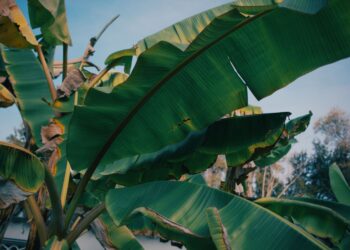Bananeira sofre mutação natural santa