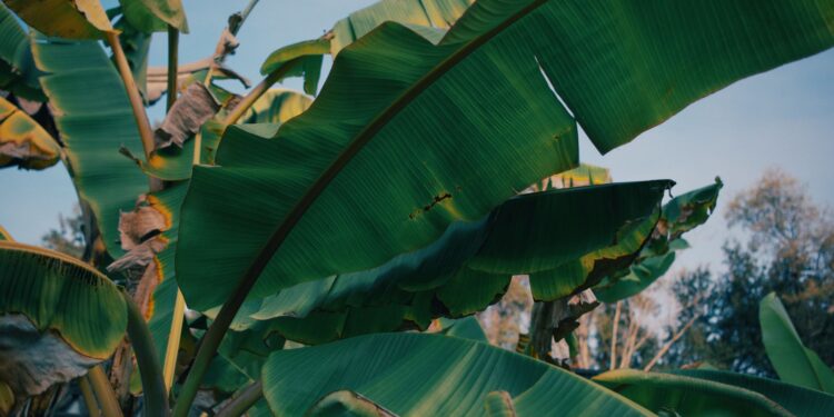 Bananeira sofre mutação natural santa