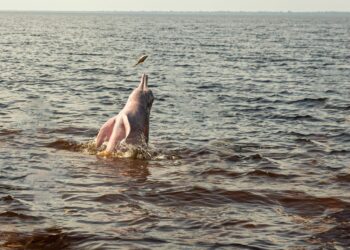 Botos selvagens ajudam pescadores cercar