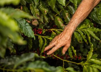 Brasil enfrenta atraso colheita café