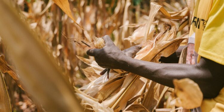 Calor ameaça plantações uvas literalmente