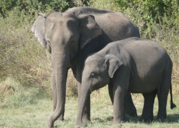 Câmeras identificam elefantes escuro disparam