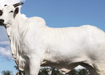 Cantor brasileiro comprou vaca cara