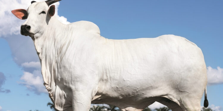 Cantor brasileiro comprou vaca cara