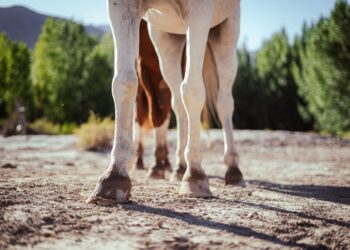 Cavalos olimpíadas comem toneladas cenoura