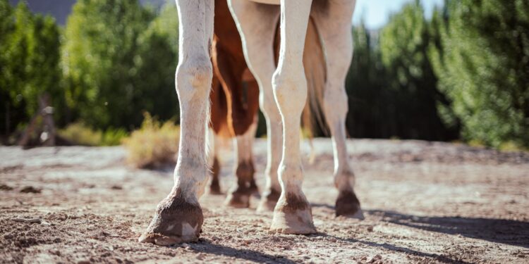 Cavalos olimpíadas comem toneladas cenoura