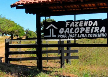 Chitãozinho mantém boiada aproximadamente mil