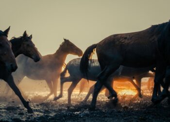 Cientistas criam cavalos rápidos mundo
