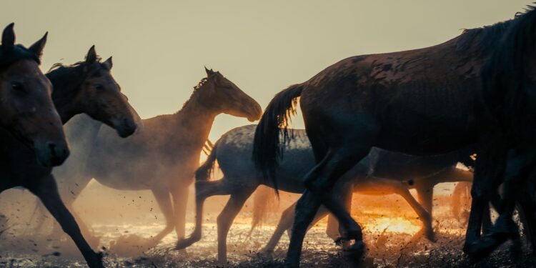 Cientistas criam cavalos rápidos mundo
