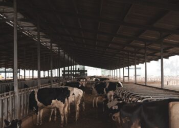 Cientistas ensinam vacas usar banheiro