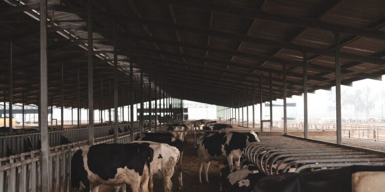 Cientistas ensinam vacas usar banheiro