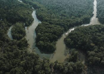 Cientistas fazem descoberta encontram árvores