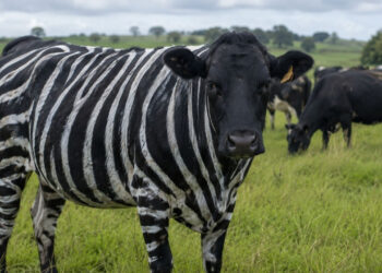 Cientistas pintam vacas zebras reduzem
