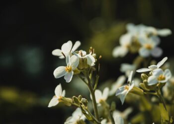 Cientistas querem plantas produzirem proteínas