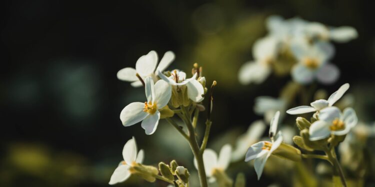 Cientistas querem plantas produzirem proteínas