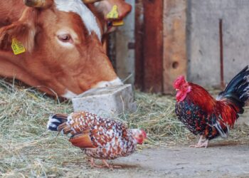 Duas irmãs abandonaram assumir negócio