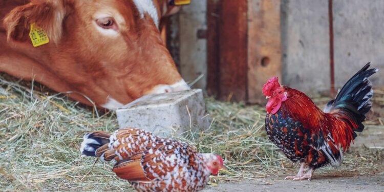 Duas irmãs abandonaram assumir negócio