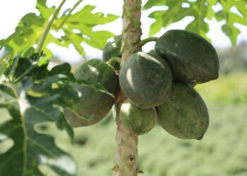 Engenheiro retorna fazenda trabalho remoto
